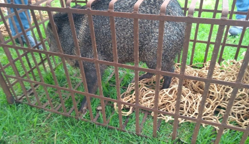 Moradores encontram animal silvestre em escola em Lindoeste