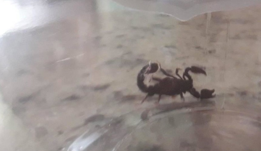 Escorpião preto é encontrado em residência em Capitão