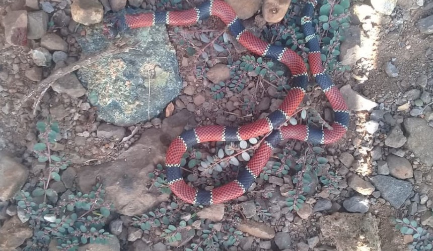 Cobra coral é encontrada dentro de casa em Salto do Lontra