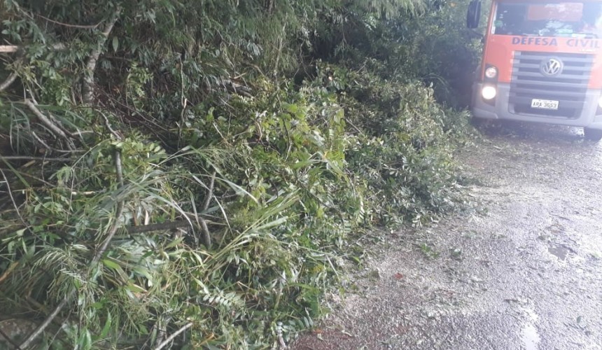 Vendaval provoca quedas de arvores na estrada do Bom Jesus em Capitão