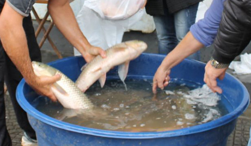 Feira do Peixe Vivo: Reunião com agricultores acontece nesta quinta-feira em Capitão