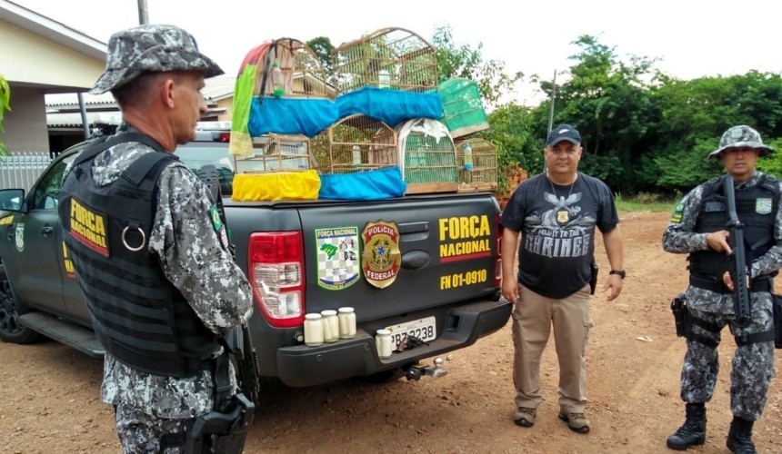Polícia desarticula criadouro clandestino de pássaros silvestres  em Capanema