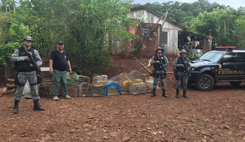 Operação desarticula criadouro clandestino de pássaros no Alto Faraday em Capanema