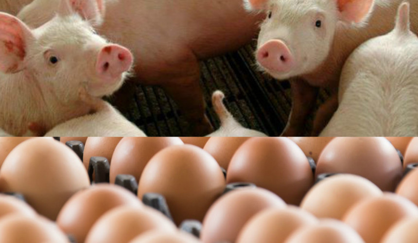 Produção de suínos e ovos bateram recorde em 2018