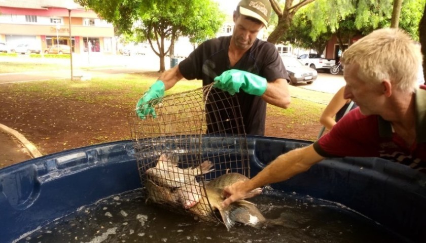 Feira Do Peixe Vivo: cerca de meia tonelada de peixes são comercializados no primeiro dia