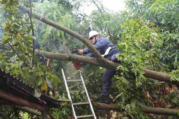 Vento derruba arvore em cima de residência em Capitão