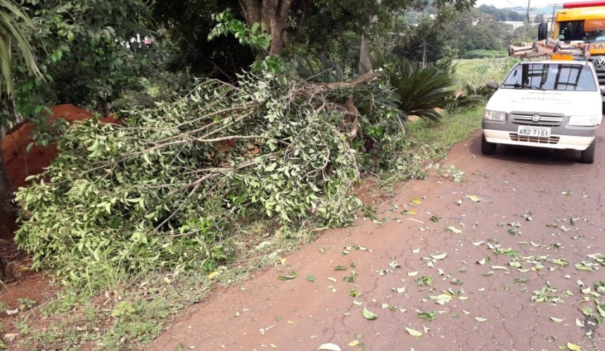 Bombeiros removem galho de árvore que obstruía estrada em Capitão