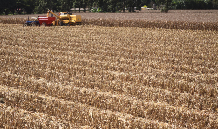 Paraná deverá produzir 37,3 milhões de toneladas de grãos