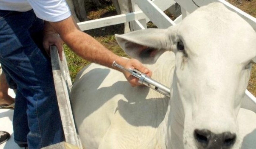 Aftosa: Campanha de vacinação começa nesta quarta-feira e mais de 30 mil animais devem ser vacinados na região de Capitão