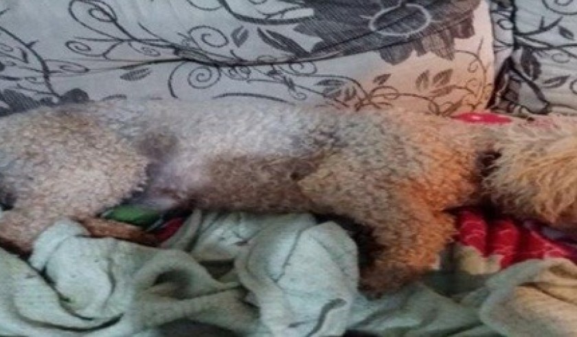 Cão é atingido por aproximadamente cinco disparos de arma de fogo