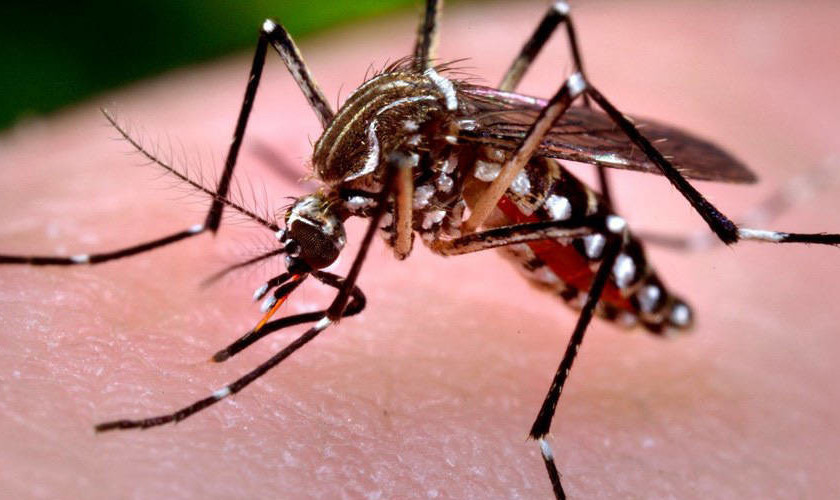 Paraná tem mais duas mortes por dengue confirmadas