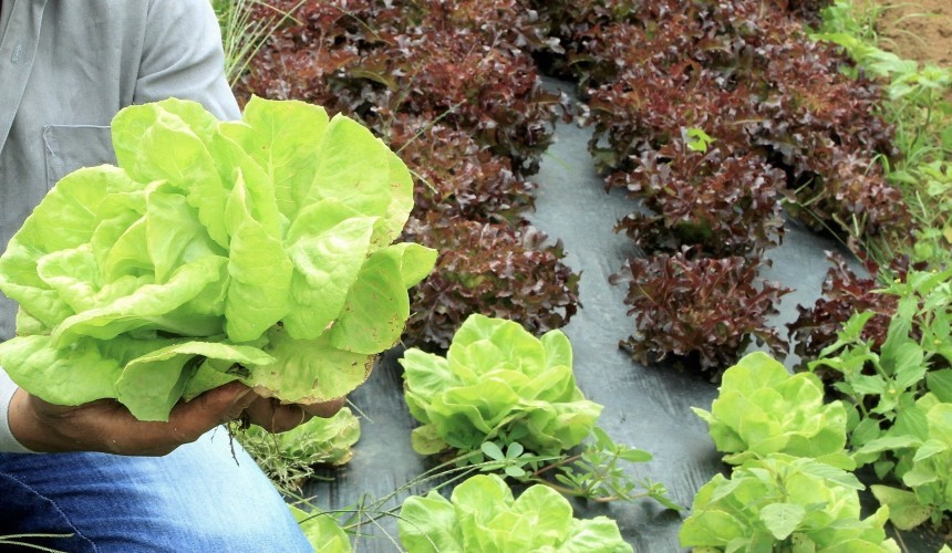 Cursos de Olericultura e criação de cabritos serão oferecidos aos agricultores de Capitão