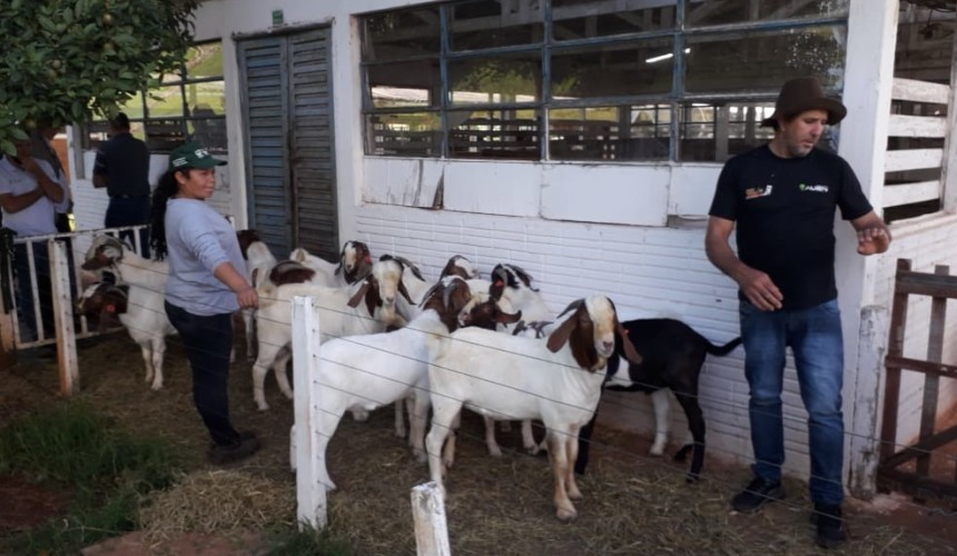 Agricultores de Capitão recebem matrizes de cabritas através de projeto de apoio à Agricultura Familiar