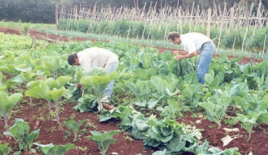 Secretaria de Agricultura, EMATER e SENAR oferecem cursos técnicos de olericultura em Capitão